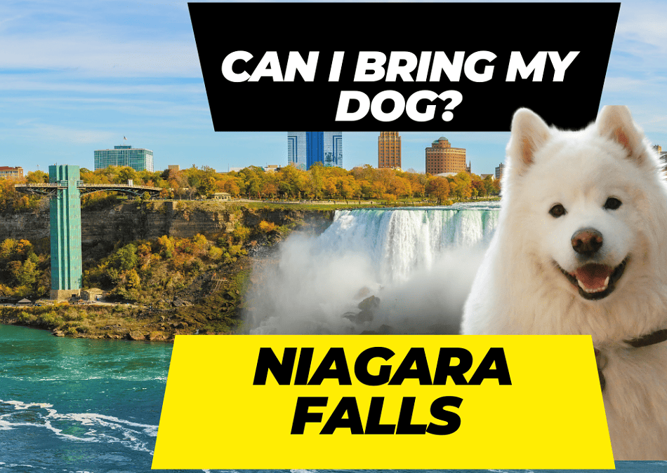 Can I Bring My Dog To Niagara Falls